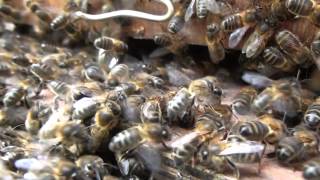 Abeilles Un essaim se réfugie dans un cueille essaims [upl. by Myrtice]