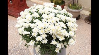 Growing techniques of Chrysanthemums [upl. by Silera]