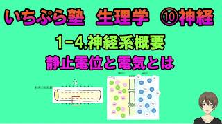 【いちぷら塾】生理学 10 神経 14 神経系概要 静止電位と電気とは 人体には電気が流れて信号が送られている [upl. by Searby]