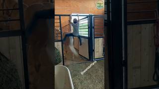 Best Animal Farts 😂😄funny fart fail funnyvideos [upl. by Nosila170]