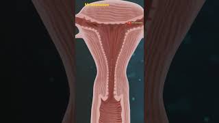 Female Reproductive System 3D Animation By Mr Animation shorts [upl. by Horten]