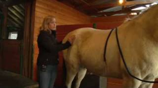 Equine Chiropractic Treatment The Pelvis [upl. by Laemaj]