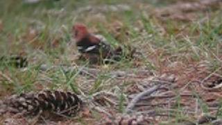 Whitewinged Crossbill [upl. by Nemad]