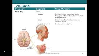 5 Cranial Nerves [upl. by Alidia]