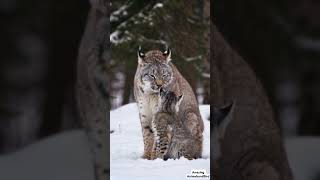 Adorable Canada Lynx Smooches Baby Cubs  Heartwarming Lynx Family Moments [upl. by Thorwald327]