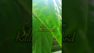 Dijual anthurium Radicans hybrid plants jakarta tanamanindoor anthurium anthuriumindonesia [upl. by Siobhan761]