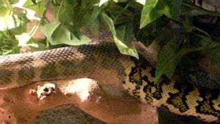 Fluffy The Snake Shedding Jungle Carpet Python [upl. by Eeslehc]