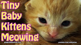 Cute Tiny Baby Kittens Meowing [upl. by Alfonso515]