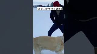 My dog 🐕 love to pull goldenpupppy foryou goldenretriever pets labrador [upl. by Gracie]