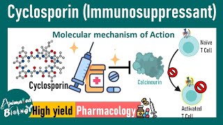 Cyclosporin  Immunosuppressant  How cyclosporin works at molecular level  Pharmacology [upl. by Tesil]