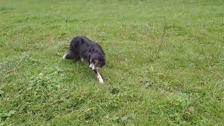 TOO CLOSE Collie stalking ask to disengage whilst your dog can cope bordercollie dogtrainingtips [upl. by Dnaltiak]