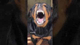 Angry puppy barking sound angrypuppy dogsound angrypets pets angrydog barkingsound angry [upl. by Arnaud]