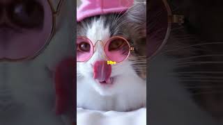 Grumpy Cat beautifulthailand cat pettravel travel pets thainature petfriendlytravel [upl. by Lzeil]