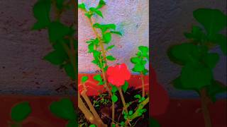 Impatiens plant caretrendingshortsgarden shortsflowersreels shortsviral plantsgardeningshot [upl. by Ainala]