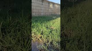 sound of murmuring water and street noise natural sound ASMR ASMR murmuringwaters shorts [upl. by Arriec286]