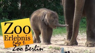 Zoo Berlin  Zoo Erlebnis 1 [upl. by Keeley]