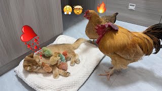 The hen misunderstood the cat😂World Cute ChickensColorful ChickensRainbows ChickensCute animal [upl. by Mcleod]