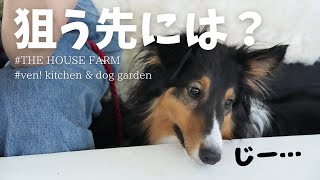 逗子・葉山ドッグカフェでシェルティがまさかの獲物を【シェットランドシープドッグ】【シェルティ】【湘南移住夫婦】 [upl. by Enimaj]