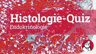 DocCheck HistologieQuiz Endokrinologie [upl. by Cypro907]