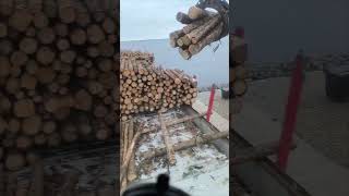 Port of Wismar Germany Self Discharging Cargo Timber Logs [upl. by Norward345]