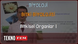 YGSLYS BÄ°YOLOJÄ°  Bitkisel Organlar 1 [upl. by Cammie]