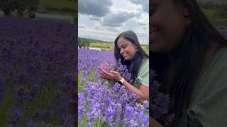 Warwickshire Lavender Farm warwickshire lavenderfarm lavender coventry england uk jibiseye [upl. by Mikey462]