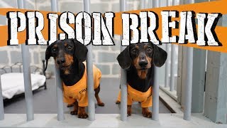 Ep 8 WIENER DOG PRISON BREAK  Funny Dogs Escaping Jail [upl. by Grearson]