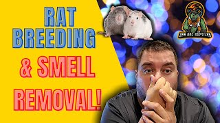 How To Stop Rat Smell When Breed Them For Your Reptiles  Best Solutions [upl. by Nichani440]