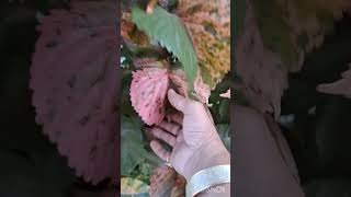 acalypha copperleaf jacobscoatplant video acalyphawilkesiana decorativeplantहिंदी gardening [upl. by Kery95]