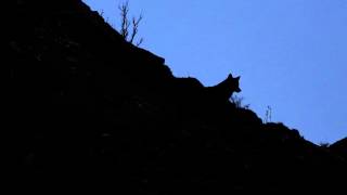 Iberian wolf pack howling at night  Lobos ibéricos aullando en la noche DURMIENDO CON LOBOS [upl. by Shandy]