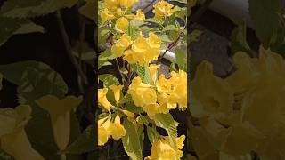 Ticoma Gori chori plant 🌼☘️shortsvideo shortsyoutube tecoma flower [upl. by Ransome]