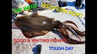 WESTERN PORT FISHING  SQUID amp WHITING  TOUGH DAY  MAY 2024 [upl. by Gilligan]