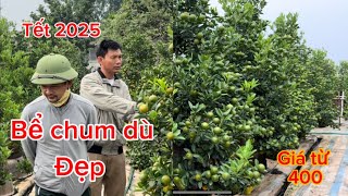 Quất khay bể trứng chum dù to đẹp giá êm của a thể 098 2022183 [upl. by Myrtia]