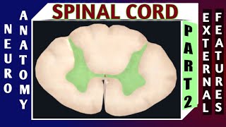 SPINAL CORD  Part2 [upl. by Assin]