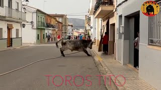 VALLADA toro en cuerda Sant Vicent 2024 CALI 4K [upl. by Annamaria]