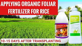 HOW TO APPLY FOLIAR FERTILIZER FOR RICE🇵🇭  RICE FARMING IN THE PHILIPPINES [upl. by Yziar]