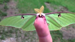 Actias Luna Moth  Green Lunar Moth [upl. by Eanil]