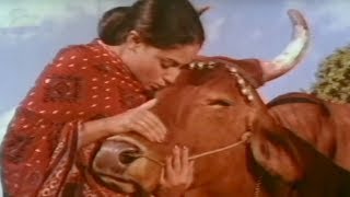 Jaya Bachchans bond with a cow  Gaai Aur Gori  Bollywood Scene 120 [upl. by Etezzil451]