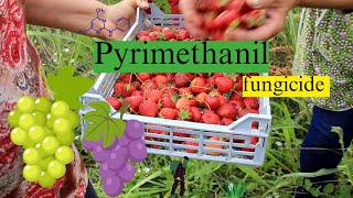 Pyrimethanil Mode of Action Formulation and Uses  Fungicide Chemistry Explained [upl. by Nalyd]