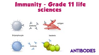 Immunity grade 11 Life sciences [upl. by Fotzsyzrk23]