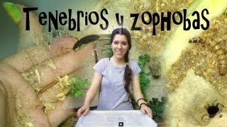 CRIA DE TENEBRIOS Y ZOPHOBAS  Tutorial con daden Reptilera [upl. by Irim]