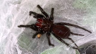 Quick feeding video of my gorgeous Macrothele gigas [upl. by Childers]