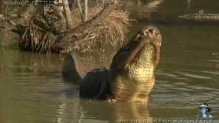 American Alligator Bellowing 04 [upl. by Augie]