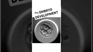 Embryo development shorts mbbs femalereproductivesystem pregnancy [upl. by Noyes]