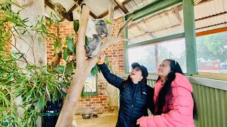 Part 1 The Blue Mountain Sydney  Koala 🐨 [upl. by Hsaka]