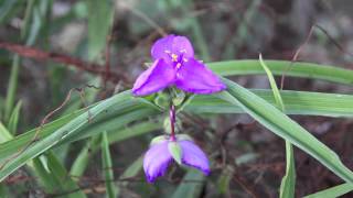 Spiderwort  Tradescantia  Dreimasterblume [upl. by Lorianne]