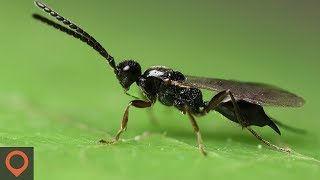 Invasion Of The Body Snatchers  Parasitoid Wasp [upl. by Chil]