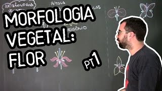 Organologia da Flor Morfologia  Aula 18 Botânica Prof Guilherme [upl. by Judon]