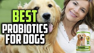 ✅Top 5 Best Probiotics for Dogs in 2023 [upl. by Viviene269]