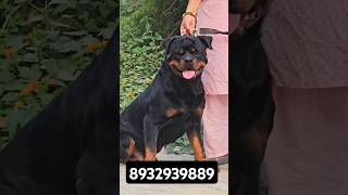 Rottweiler male puppy Royalpatshortsfeedrottweilergorakhpurdogshortspetspuppyytshortsup [upl. by Ocirne393]